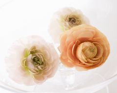 Tapeta Nature Flowers 641.jpg